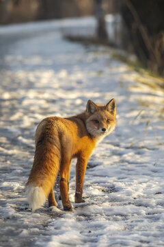 Red fox (Vulpes vulpes) in snow, Campbell Creek area, South-central Alaska; Alaska, United States of America