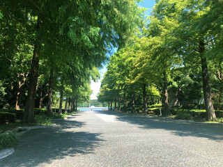 公園の木々
