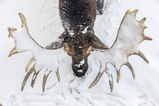 Mature bull moose (Alces alces) with antlers shed of velvet standing in snow, Alaska Wildlife Conservation Center, South-central Alaska; Portage, Alaska, United States of America