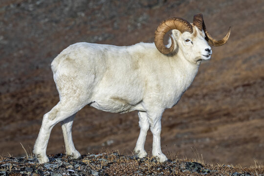 Dall Sheep ram (Ovis dalli) standing in the high country in Denali National Park and Preserve in Interior Alaska in autumn; Alaska, United States of America