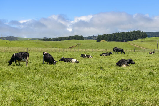 Green grassy fields with cows in springtime, near Kaka Point; South Island, New Zealand