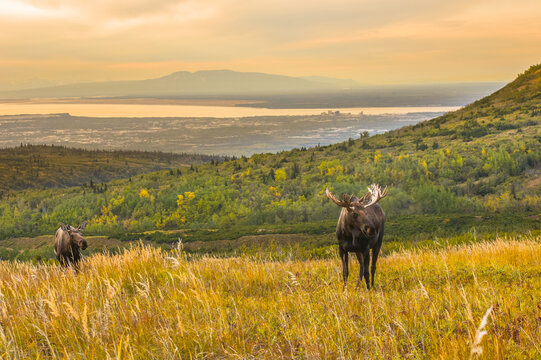 A bull Moose (Alces alces) and cow are alert during the rut on a late autumn day at Powerline Pass with the city of Anchorage, Alaska in the background; Anchorage, Alaska, United States of America