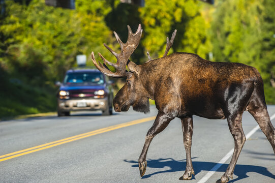 A bull Moose (Alces alces) in rut stops traffic while crossing Kincade Drive in Kincade Park In Southwest Anchorage on a sunny autumn day; Anchorage, Alaska, United States of America