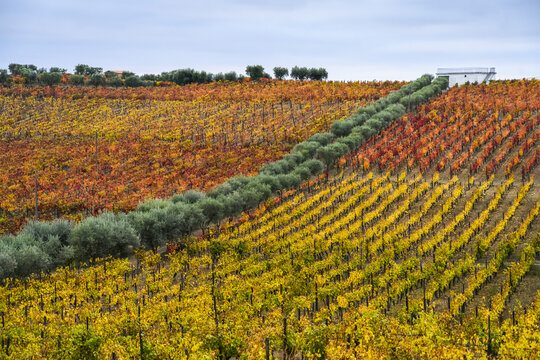 Colourful foliage on vines in a vineyard, Douro Valley; Portugal