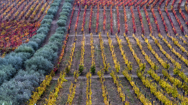 Colourful foliage on vines in a vineyard, Douro Valley; Portugal