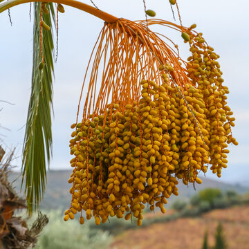 Clusters of dates hanging from a date palm tree (Phoenix dactylifera); Peso da Regua, Vila Real, Portugal