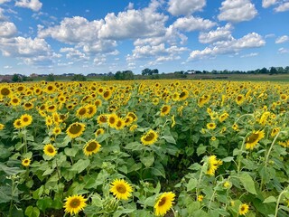 sunflower field