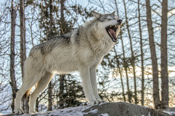 A Gray wolf (Canis lupus) female yawns while showing a good wolf profile, captive at the Alaska Wildlife Conservation Center, South-central Alaska in winter; Portage, Alaska, United States of America