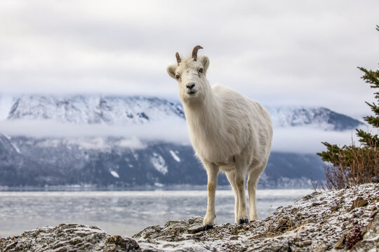 Dall sheep ewe (Ovis dalli) on the rocky hillside overlooking Turnagain Arm and near the Seward Highway at MP 107 in the winter with snow; Alaska, United States of America