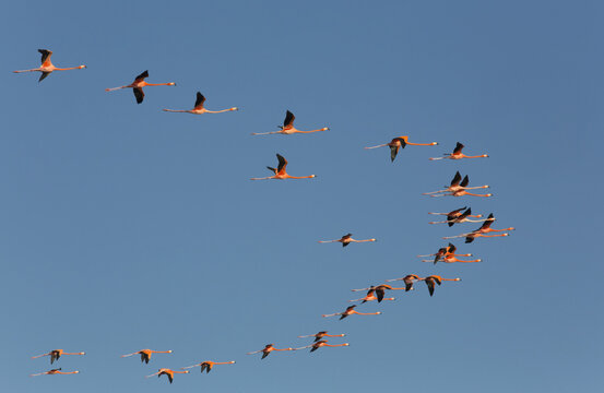 American Flamingos (Phoenicopterus ruber) flying in a V formation, Celestun Biosphere Reserve; Celestun, Yucatan, Mexico