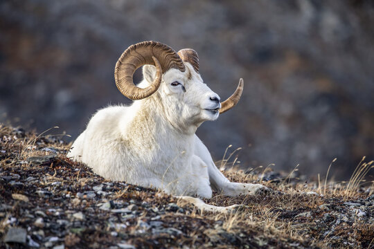 Dall sheep ram (Ovis dalli), Denali National Park and Preserve; Alaska, United States of America