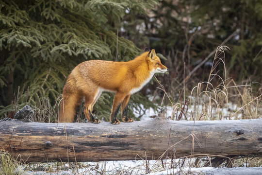 Red fox (Vulpes vulpes) standing on a log and watching another fox approaching, South-central Alaska; Alaska, United States of America