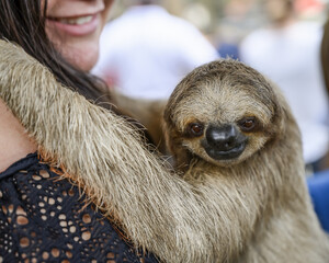 A woman holds a sloth as it looks at the camera, French Cay, Sloth Sanctuary; Roatan, Bay Islands Department, Honduras