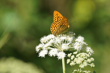 butterfly on flower