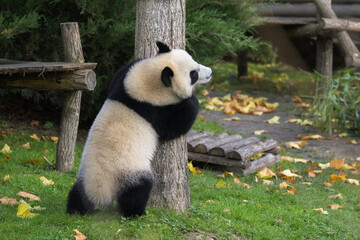 A baby giant panda climbing in a tree, funny animal 
