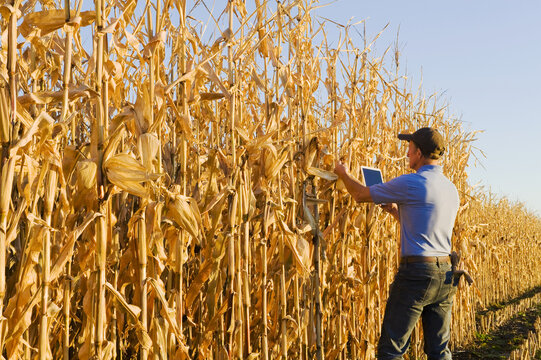 A farmer with a tablet examines a harvest-ready grain/feed corn field near Niverville; Manitoba, Canada