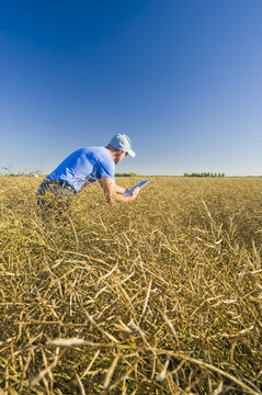 A farmer inputs data into a tablet while scouting a mature harvest-ready canola field that is going to be straight cut, near Lorette; Manitoba, Canada