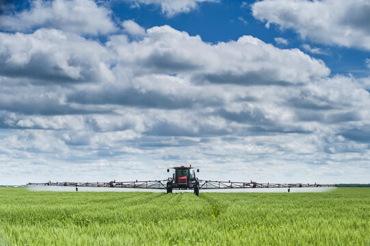 A high clearance sprayer gives a ground chemical application of fungicide to mid-growth wheat, near Dugald; Manitoba, Canada
