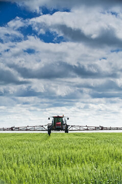 A high clearance sprayer gives a ground chemical application of fungicide to mid-growth wheat, near Dugald; Manitoba, Canada