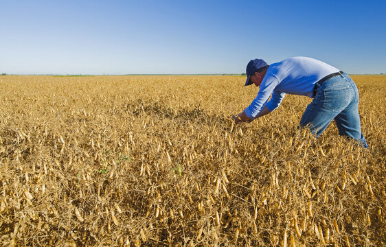 A farmer examines mature, harvest-ready yellow dry field peas near Winnipeg; Manitoba, Canada