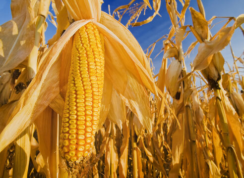 Close-up of mature, harvest-ready feed/grain corn, near Carey; Manitoba, Canada