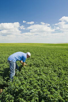 A farmer examining a mid-growth chickpea field, near Kincaid; Saskatchewan, Canada