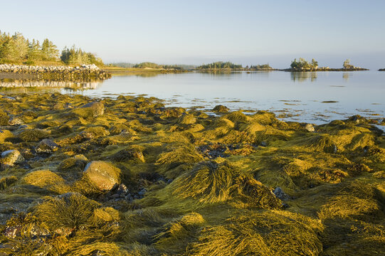 Rockweed along the Atlantic coast at low tide, Bay of Fundy; Blanche, Nova Scotia, Canada
