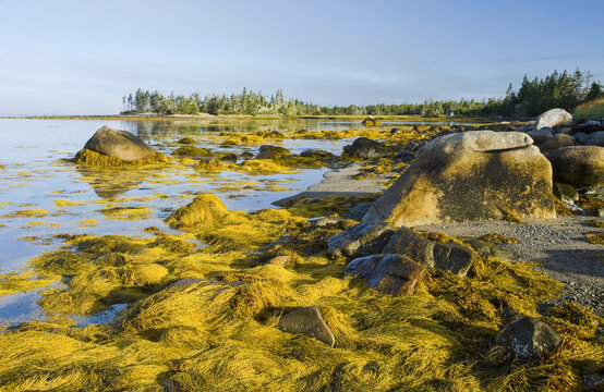 Rockweed along the Atlantic coast at low tide, Bay of Fundy; Blanche, Nova Scotia, Canada