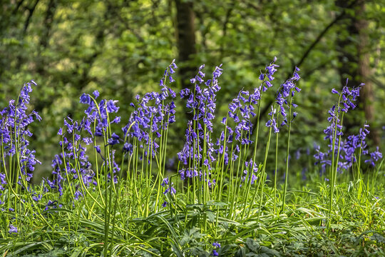 Bluebells in the sunshine, Great High Wood; Durham, County Durham, England