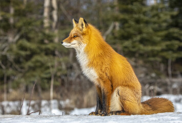 Red fox (Vulpes vulpes) sitting in the snow. Fox family was often seen here near Campbell Creek and traveling on the city bike trail; Alaska, United States of America