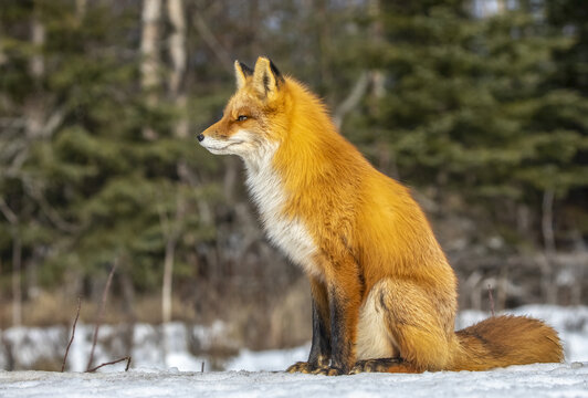 Red fox (Vulpes vulpes) sitting in the snow. Fox family was often seen here near Campbell Creek and traveling on the city bike trail; Alaska, United States of America