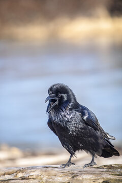 A Raven with it's feathers shining in the sunlight squawks back and forth with another raven, Portage Valley, South of Anchorage; Alaska, United States of America
