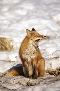 Red fox (Vulpes Vulpes) yawning as it sits in the snow. Fox family was often seen here near Campbell Creek and traveling on the city bike trail; Anchorage, Alaska, United States of America