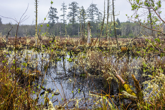 Springtime fog and mist add to the drama of the dead and moss-covered trees and bushes in the Lang Lake wetlands near Ocean City; Washington, United States of America