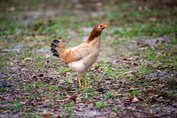 chicken in the grass