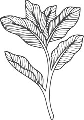 Luxury floral branch in asian line art style