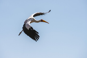 Yellow-billed Stork (Mycteria ibis) in flight in a blue sky at Lake Manyara National Park; Tanzania