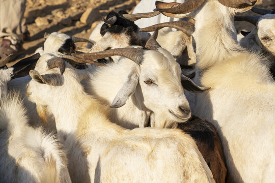 Goats at the Monday livestock market; Keren, Anseba Region, Eritrea