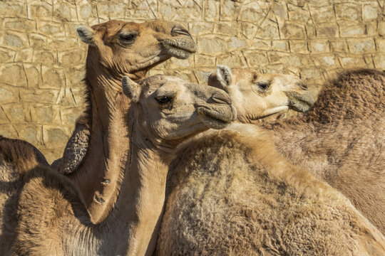 Close-up of camels at the Monday livestock market; Keren, Anseba Region, Eritrea