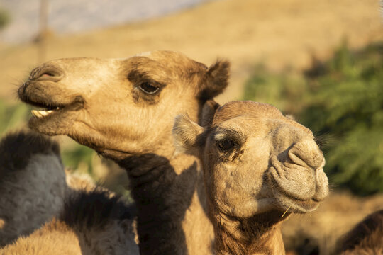 Close-up of two camels at the Monday livestock market; Keren, Anseba Region, Eritrea