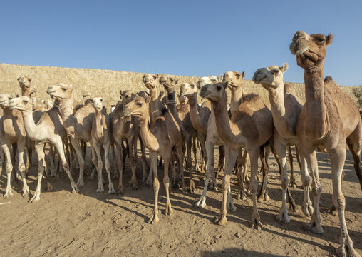 Close-up of camels at the Monday livestock market; Keren, Anseba Region, Eritrea