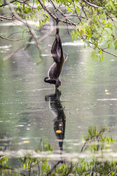 Sykes (or White-throated monkey) Monkey (Cercopithecus albogularis) hangs from branch by one foot to drink from pond at Ngare Sero Mountain Lodge, near Arusha; Tanzania
