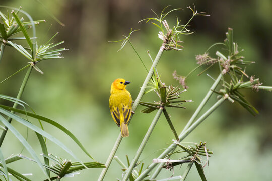 Taveta Golden Weaver (Ploceus castaneiceps) clings to papyrus branch at Ngare Sero Mountain Lodge, near Arusha; Tanzania