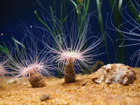 Tube anemone or cylinder anemone under water, Cerianthus membranaceus