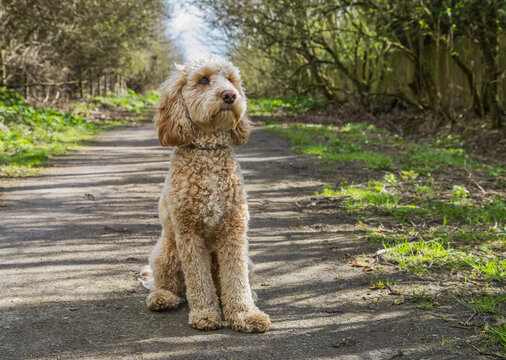 Portrait of a golden doodle dog sitting on a trail; South Shields, Tyne and Wear, England