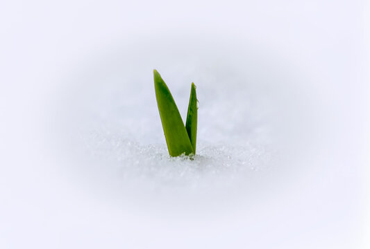 Plant emerging from snowy ground; South Shields, Tyne and Wear, England