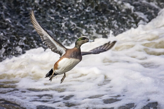 American widgeon (Mareca americana) flying over the surf; Denver, Colorado, United States of America