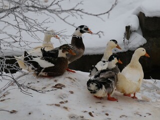 Domestic geese walking in the snow