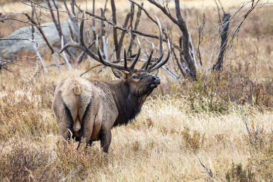 Bull elk (Cervus canadensis); Denver, Colorado, United States of America