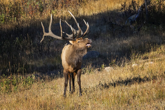 Bull elk (Cervus canadensis) bugling; Denver, Colorado, United States of America